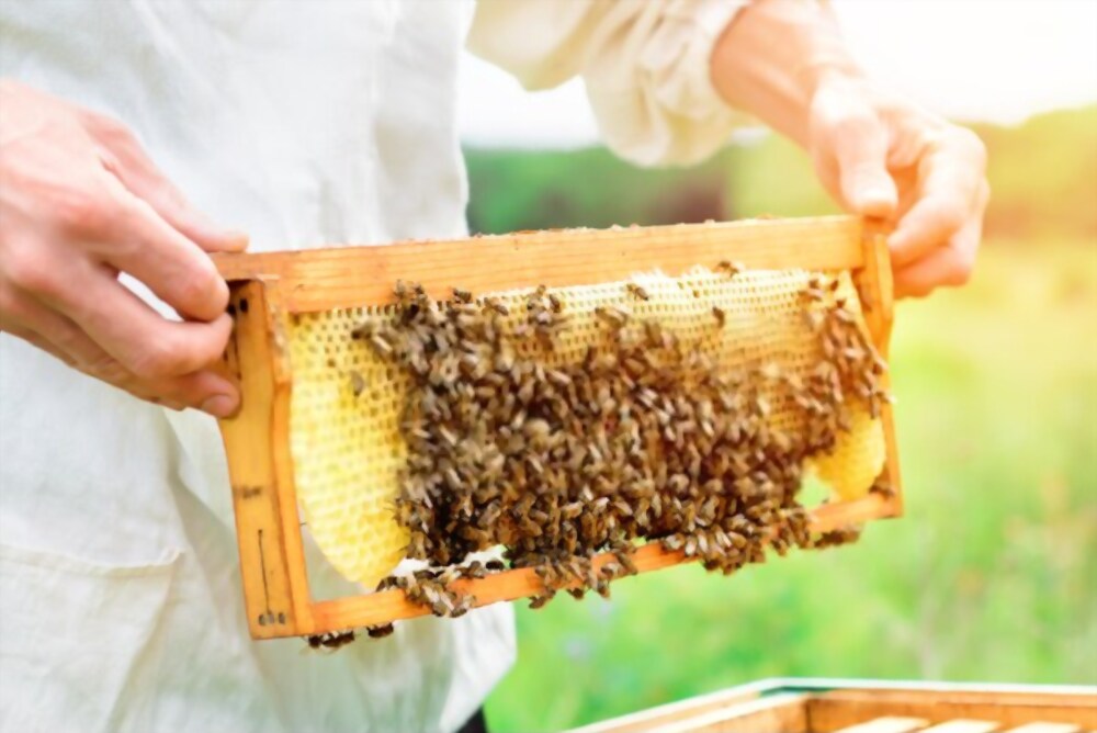 Ethical Honey extraction